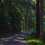 Trilha Centenária no Parque Bambuí em Campos do Jordão