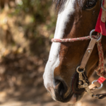 PASSEIO EQUESTRE
