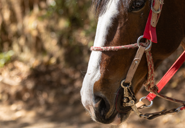 PASSEIO EQUESTRE